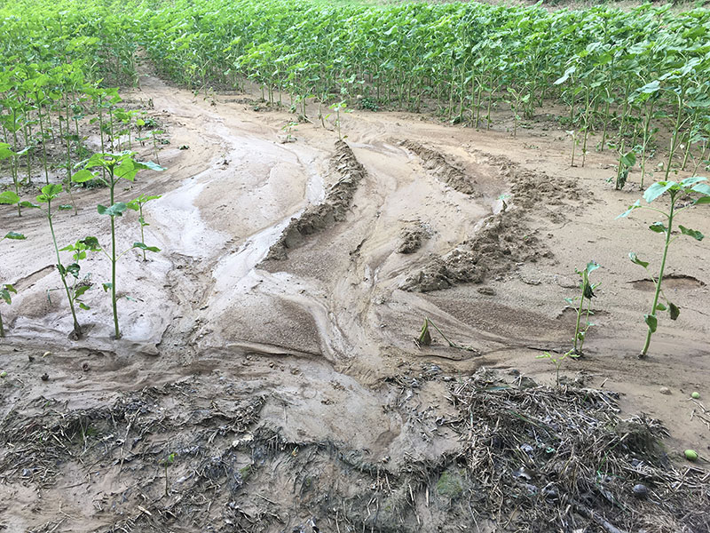 Dr. Markus Puschenreiter